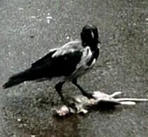 zeifod's Avatar