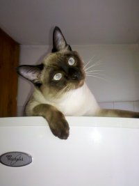 tsanko's Avatar