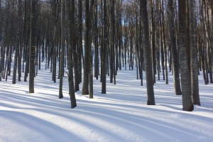 Петрохан Freeride