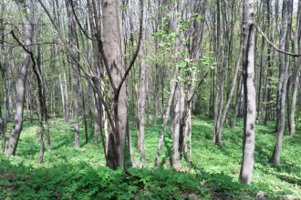 Лозен - Ловната хижа - по пътя
