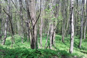 Лозен - Ловната хижа - по пътя